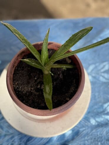 цветы в горшках бишкек цена: Цветы по 100 — 1