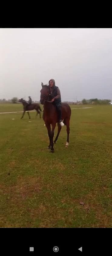 сколько стоит лошадь в кр: Продаю | Кобыла (самка), Жеребенок | Полукровка | Конный спорт | Племенные — 4