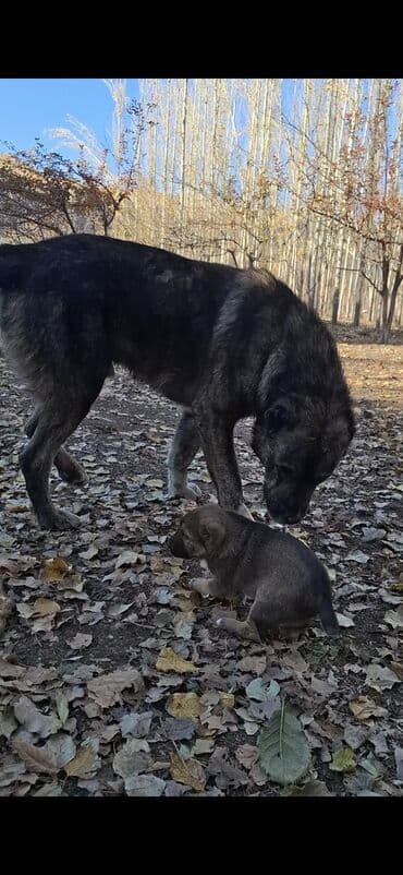 ит кангал: . абориген. старотипная средниазиатская Щенки крупной рабочей породы — 9