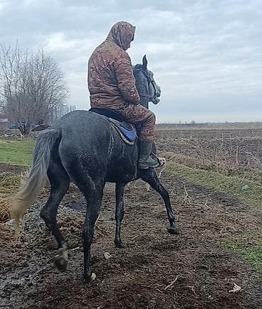пекинес собака: Продаю | Кобыла (самка) | Английская | Для разведения, Конный спорт | Племенные — 3
