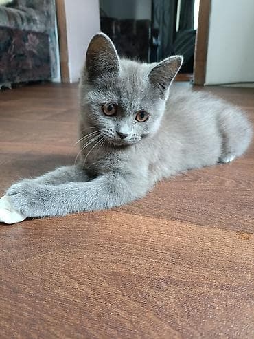 кошка серый: 3 месяца, Девочка, Серый, Приучена к лотку — 2
