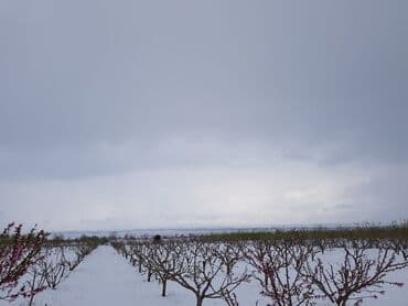 продаю дом с красная речка: 100 соток, Для сельского хозяйства, Договор купли-продажи — 5