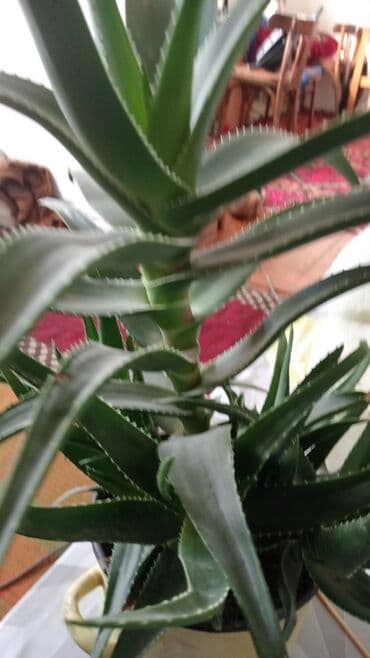 растения для аквариума: Алоэ (вероятно, Aloe arborescens/вера) в горшках. - Крупные — 2