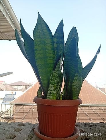 Женское счастье (Спатифиллюм): Распродажа комнатных цветов! Сенсевиерии отростки от150с.! в горшках — 1