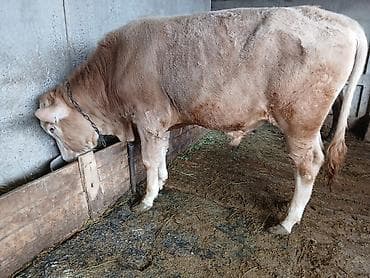 швицкая порода: Продаю | Бык (самец) | Алатауская | На откорм | Привязанные — 1