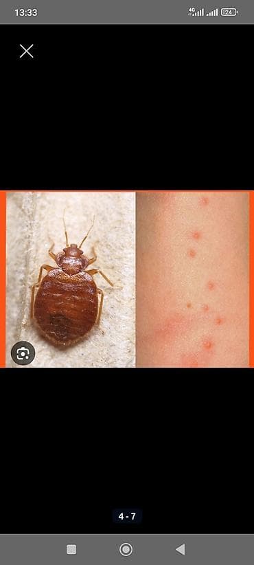 квартиры токмак: Дезинфекция, дезинсекция, | Клопы, | Квартиры — 2