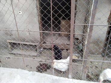 продаю или меняю квартиру на дом: Барачный, 64 м², 3 комнаты, Собственник, Косметический ремонт — 15