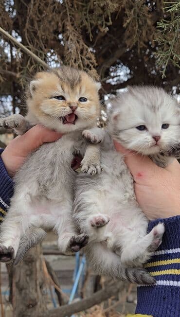 порода кошек вислоухая: Предлагаем для бронирования чистопородных малышей. Окрас: золотая и — 6
