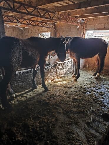 шпица купить: Продаю | Кобыла (самка) | Рабочий — 4