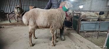 Продаю | Баран (самец) | Арашан | Для разведения | Осеменитель