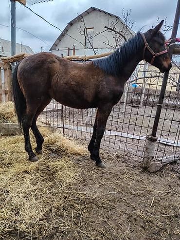 козел для случки: Продаю | Жеребенок | Для разведения — 8