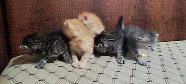 Үй жаныбарлары: Котята, помёт из 5 малышей, 2 рыжих мальчика, 1 тигровый мальчик, 1 — 3