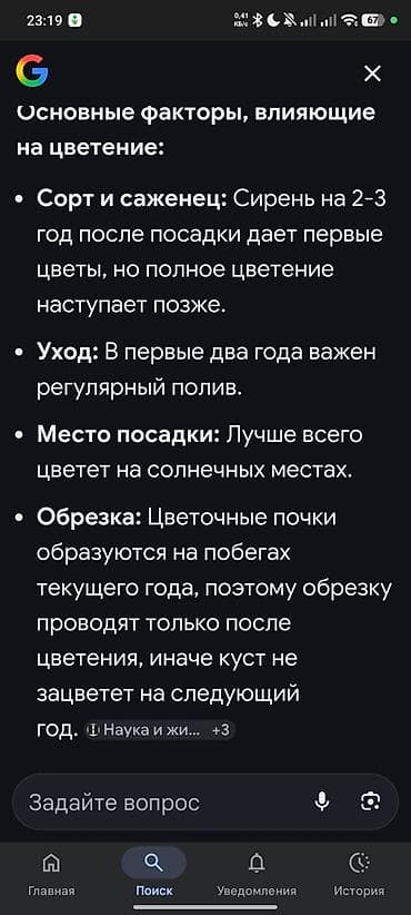 колерованная сирень: Сирень кал-ая саженец 2-х летка и однолетки остались 3-х летка уже — 7
