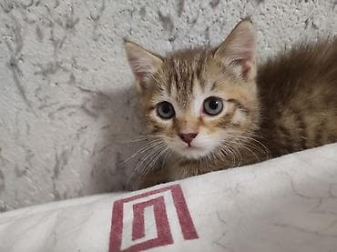 кошка продаётся: Скотиш Страйт (Шотландская прямоухая), 2 месяца, Девочка, Приучена к лотку — 7