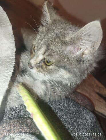 сколько стоит вислоухий котёнок: Котёнок серого окраса с мягкой пушистой шёрсткой и нежным подпалом на — 1