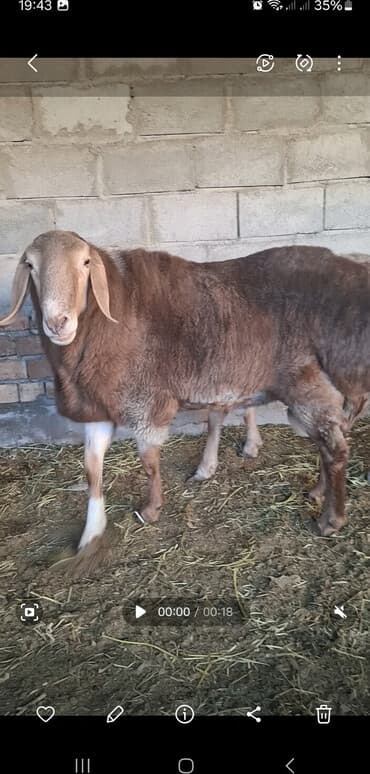 померанский шпиц белый цена: Продаётся кочкорик 1,5 года 4 зуба.Рост 98смуши 21-22см.Линия Аюб — 1