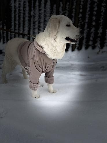 сенбернар купить: Лабрадор-ретривер, 2 года, Самец, С прививкой — 5