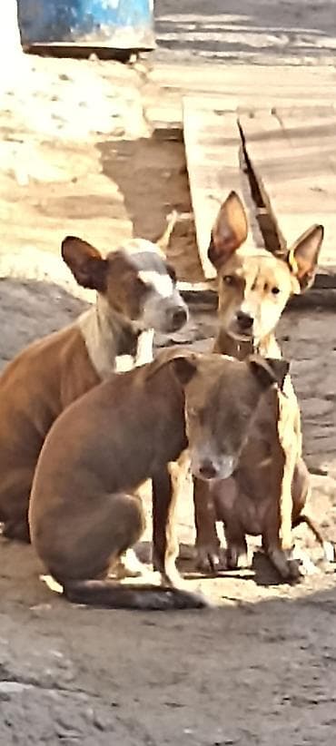 хаски кучук: АмстаффЩенки небольшого размера (примерно 30–40 см в холке во взрослом — 1