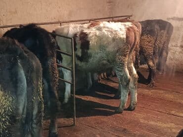 дом животных: Продаю | Бык (самец) | Полукровка | На откорм | Привязанные — 4