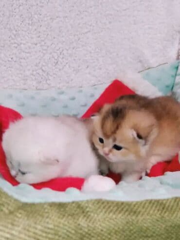 британская кошка серебристая шиншилла: Предлагаем для бронирования чистопородных малышей. Окрас: золотая и — 5