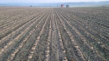 семена кукурузу: Семена овощей: Свекла, Самовывоз, Бесплатная доставка, Платная доставка — 7