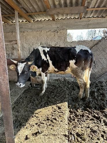 А/ч жаныбарлары үчүн тоюттар: Сатам | Кунаажын | Көбөйтүү үчүн | Кунажын — 4