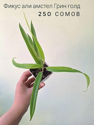 отдам даром комнатные цветы: 🌿 Комнатные растения/цветы (детки/молодые растения). 🪴 Названия и цены — 9