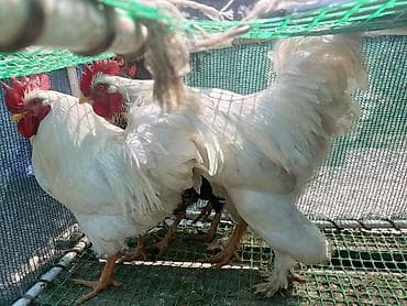 броллер цыплята: Продаю | Петух | Для разведения — 3