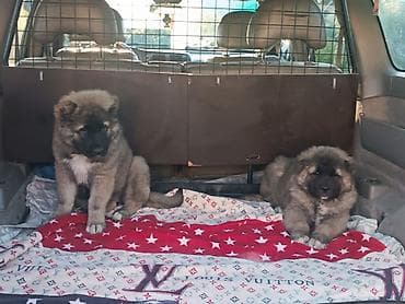 Собаки: Тяньшанский медведь 🐻 открыто продажа щенков кавказской овчарки — 2