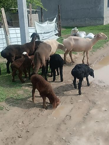 куплю козу на молоко: Продаю | Овца (самка) | Полукровка | Для разведения | Матка — 9