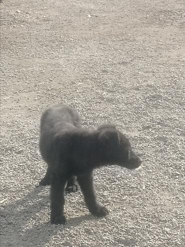 Үй жаныбарлары үчүн товарлар: Щенок, черный окрас - Порода: восточный европеец - Возраст: 1 — 2