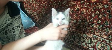 свинкс кошка: Отдам котят бесплатно в добрые руки, возраст 2 месяца, едят все — 3