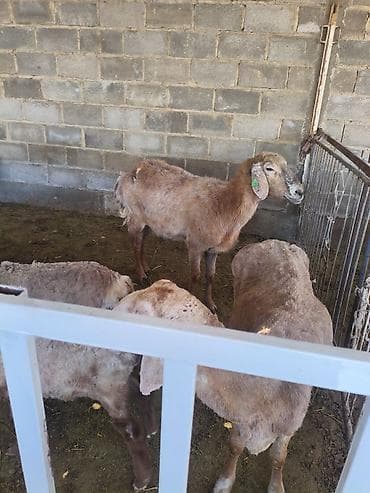 продажа домашних животных: Продаю | Ягненок | Арашан | Для разведения | Матка — 3