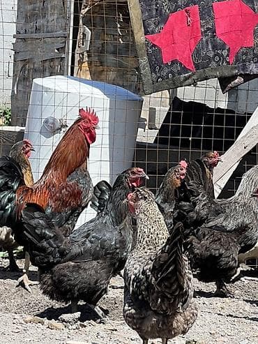 Үй жаныбарлары: Сатам | Тооктор — 6