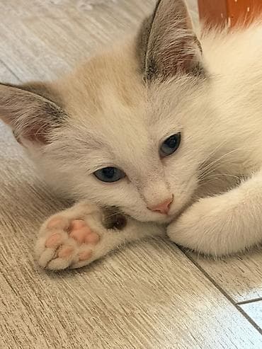 Животные: Котёнок 1.5 месяца, мальчик, с голубыми глазами. Мы зовем его — 8