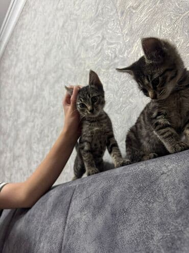 белая шотландская вислоухая кошка: Кошка даром: Беспородная, 3 месяца, Девочка, Приучена к лотку — 1