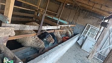 ат байтал: Продаю | Ягненок | Меринос | Для разведения | Ярка — 5