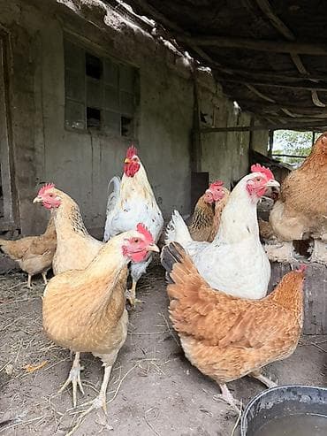 сова живая: Продаю | Куры | Несушки — 3