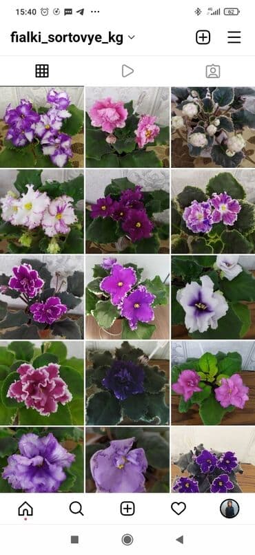 упаковка коробки: Фиалки! фиалки! фиалки! Продажа фиалочек! Все фиалочки только — 2