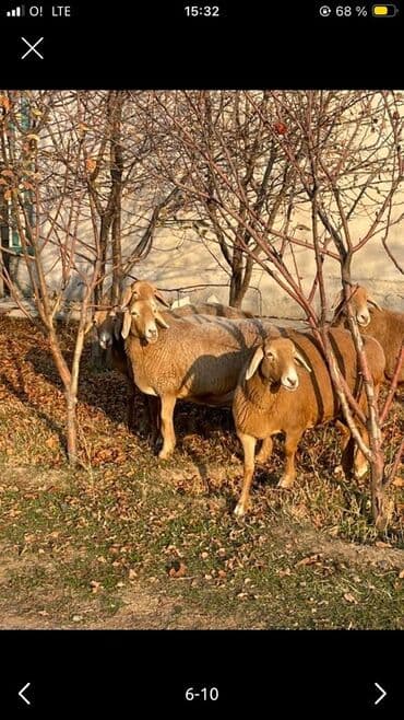 молочное оборудование: Продаю | Овца (самка) | Арашан | Для разведения | Котные — 5
