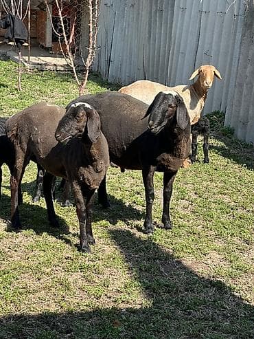 Продаю | Овца (самка) | На забой | Матка