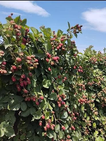 фрукты банан: Саженцы малины (ремонтантные сорта) - Выращены в теплице из здорового — 6