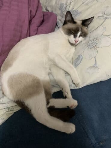 животные в добрые руки: 9 месяцев, Девочка — 9