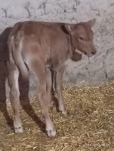 жаны уйлор: Сатам | Музоо | Бордоп семиртүү үчүн — 2