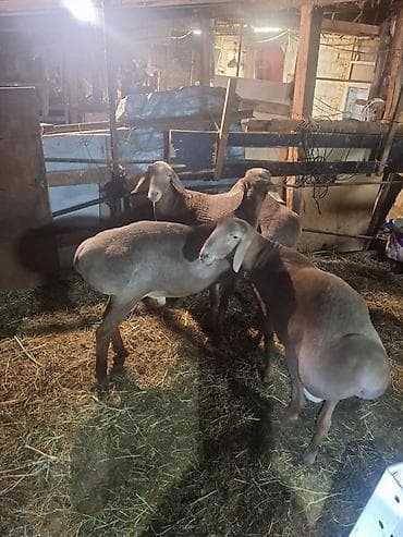 canada goose: Продаю | Овца (самка) | Для разведения | Матка — 8