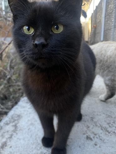 Грызуны: 6 месяцев, Мальчик, Черный — 1