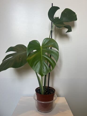 семена салата: Монстера 700 сом — 1