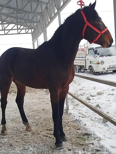 кролик цена: Продаю | Жеребец | Конный спорт | Племенные — 2