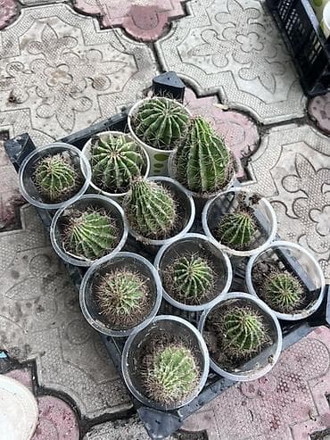 сколько стоят кактусы: Кактус 🌵 Все кактус свежие идеально подходит для подарка можно — 6