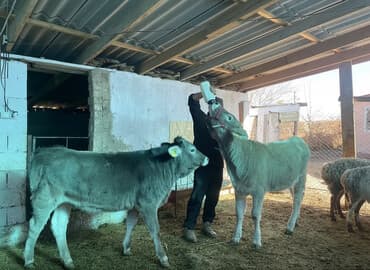 породистые собаки в добрые руки: Продается два Швец породы телки 7 6,5 месяца — 1